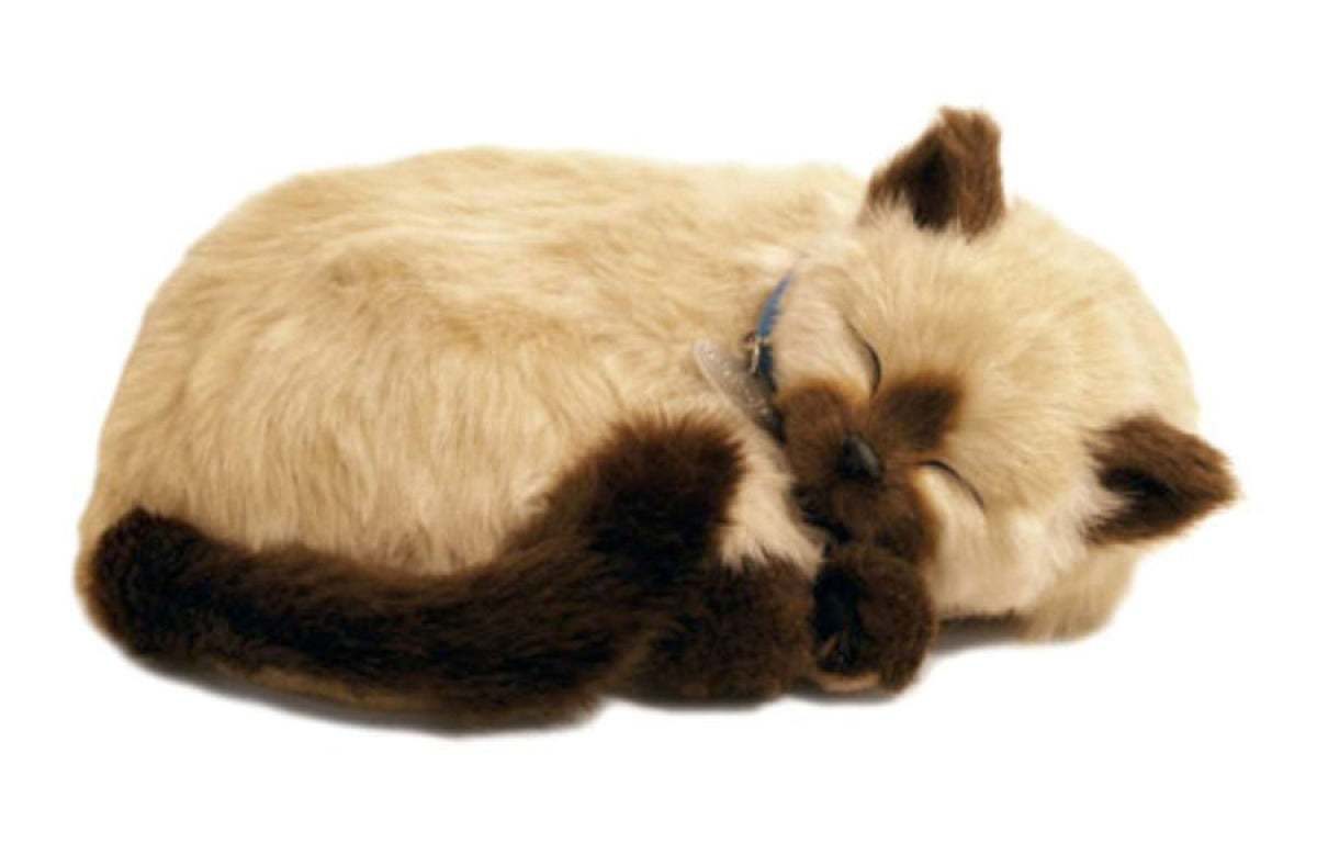 Perfect Petz Siamese