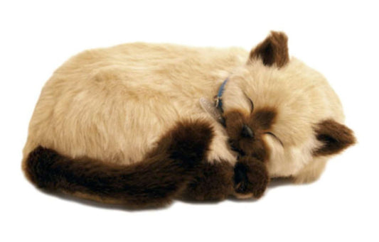 Perfect Petz Siamese